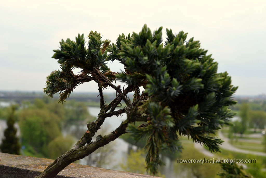 Zdjęcie wykonane z dziedzińca Zamku