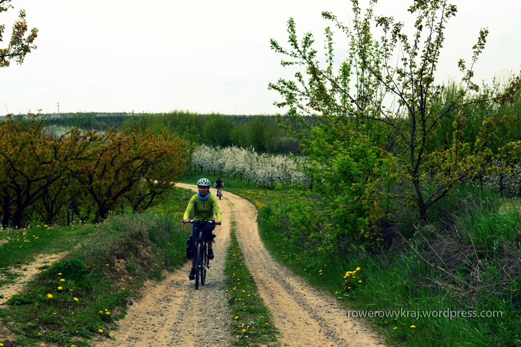 Drogi pośród sadów