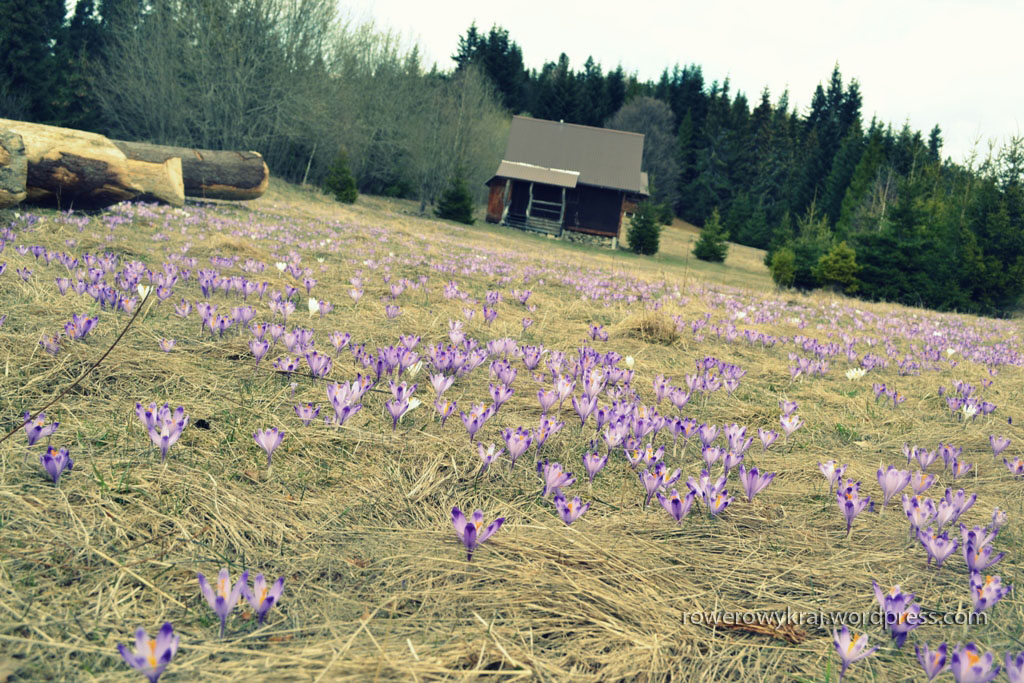 Jedna z krokusowych polan przy żółtym szlaku na Turbacz