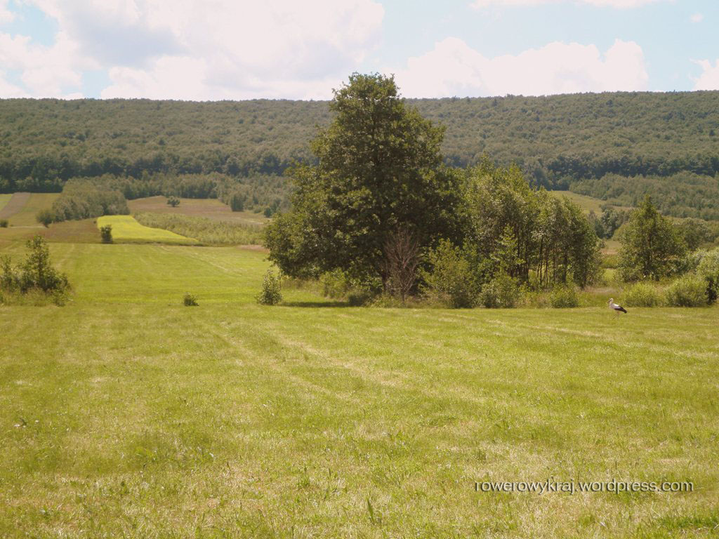 w tle lasy Pasma Klonowskiego Gór Świętokrzyskich