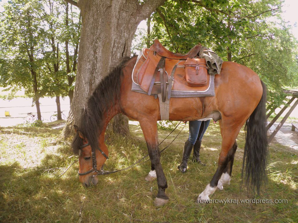 patataj, patataj. ihaaaa :D Zwierzę domowe, hodowlane, występujące nad Wisłą. Odnalezione podczas... XVII Skarżyski Rajd Rowerowy. 
