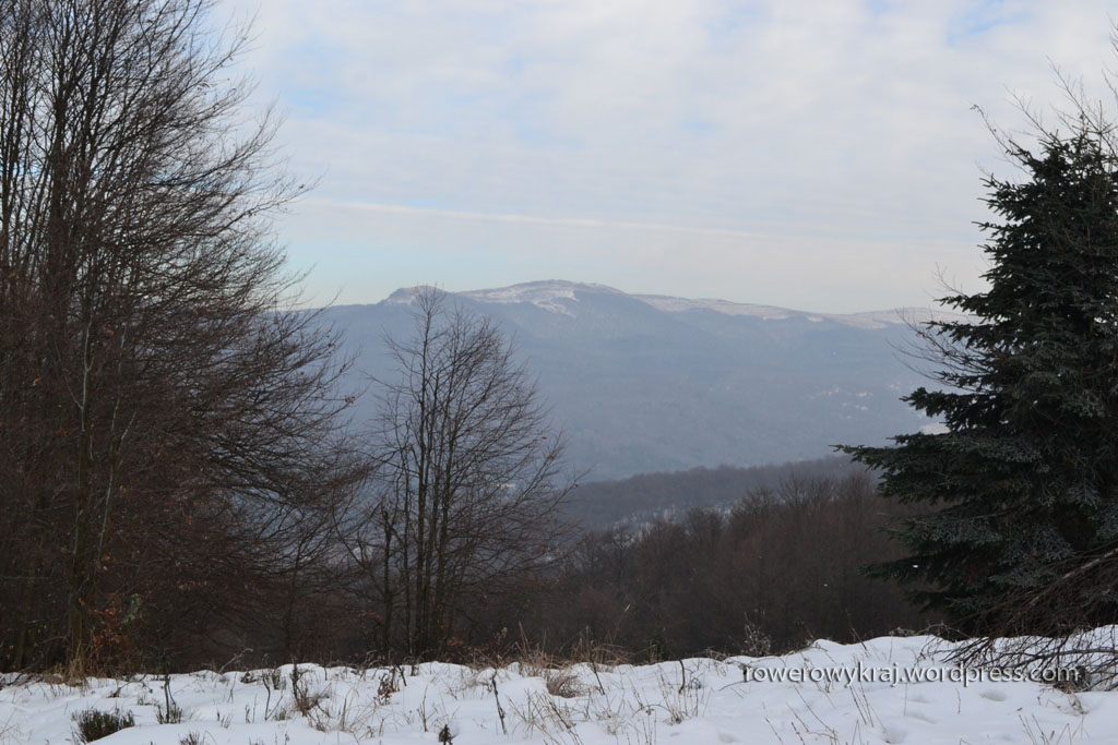 Z polany tuż przed wierzchołkiem Jawornika widoczna Połonina Wetlińska