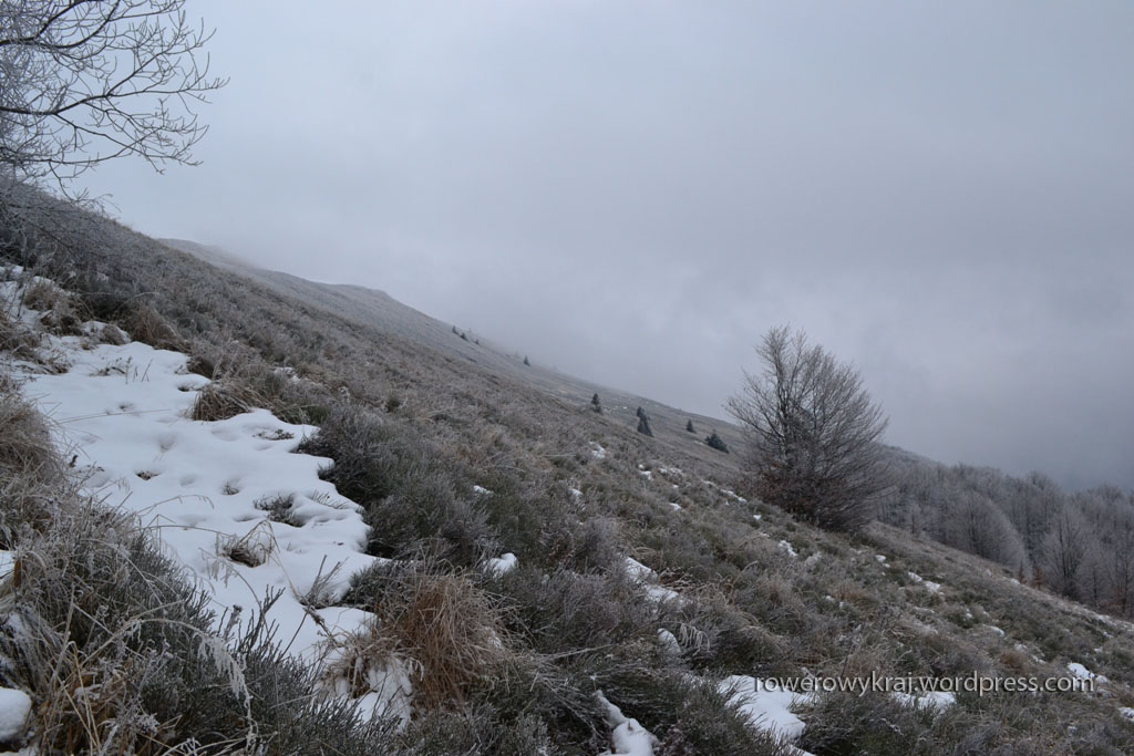 Tuż za granicą lasu, zbocze połoniny